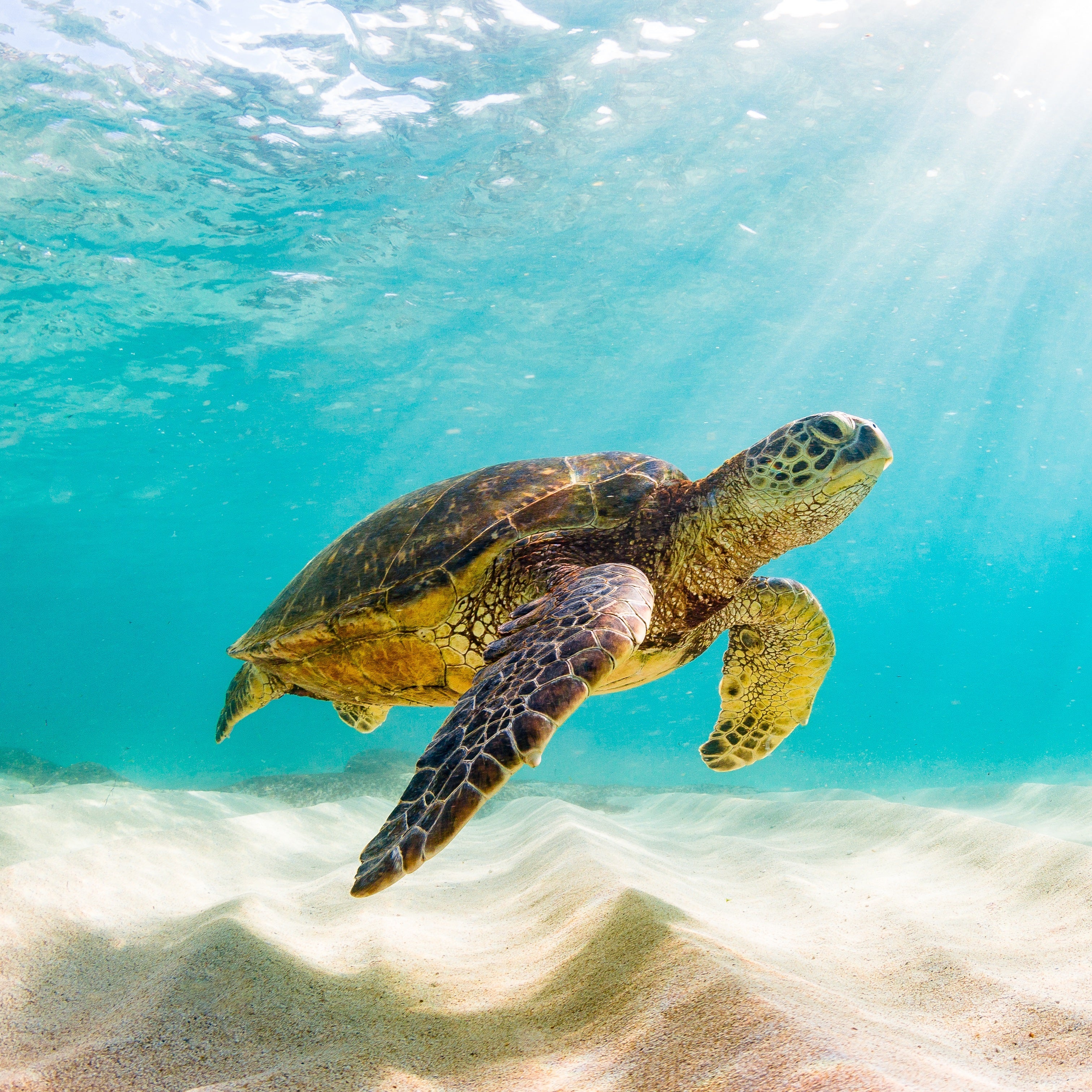 Wave Bracelet - Track a real Sea Turtle
