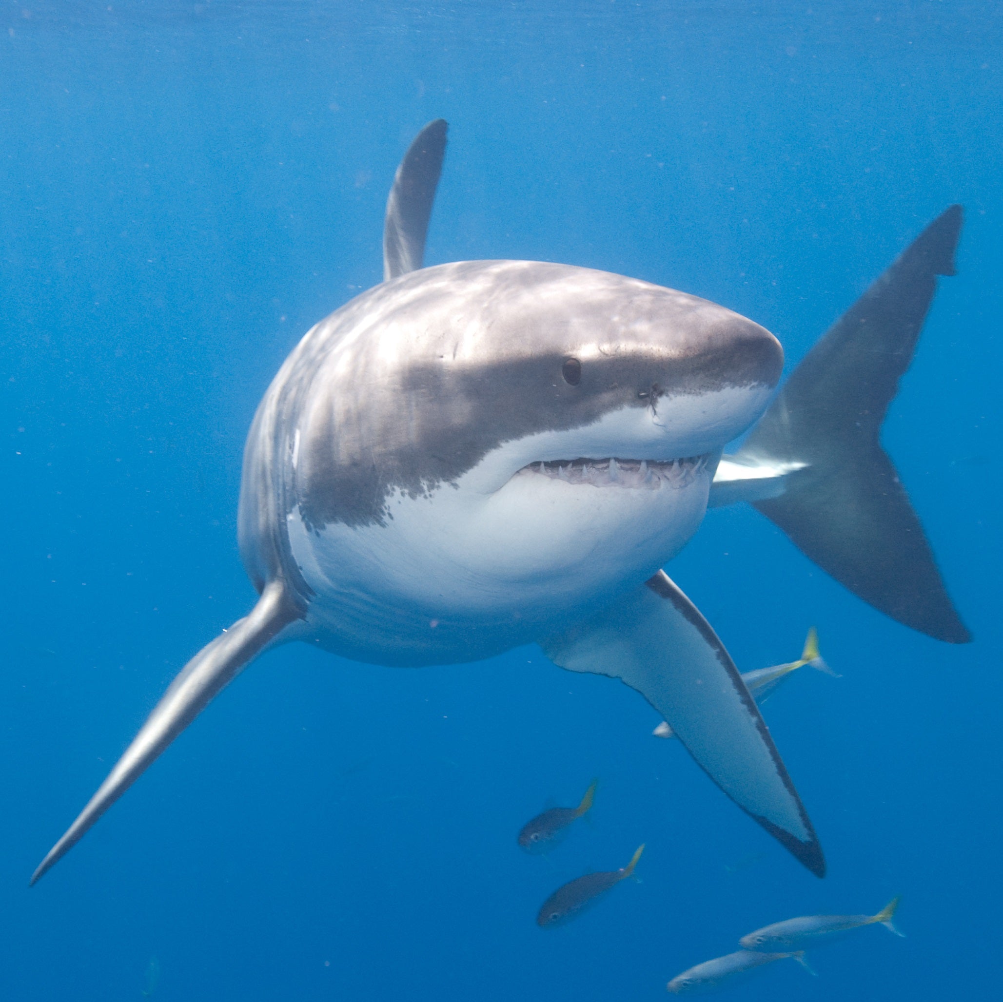 Wave Bracelet - Track a real Shark