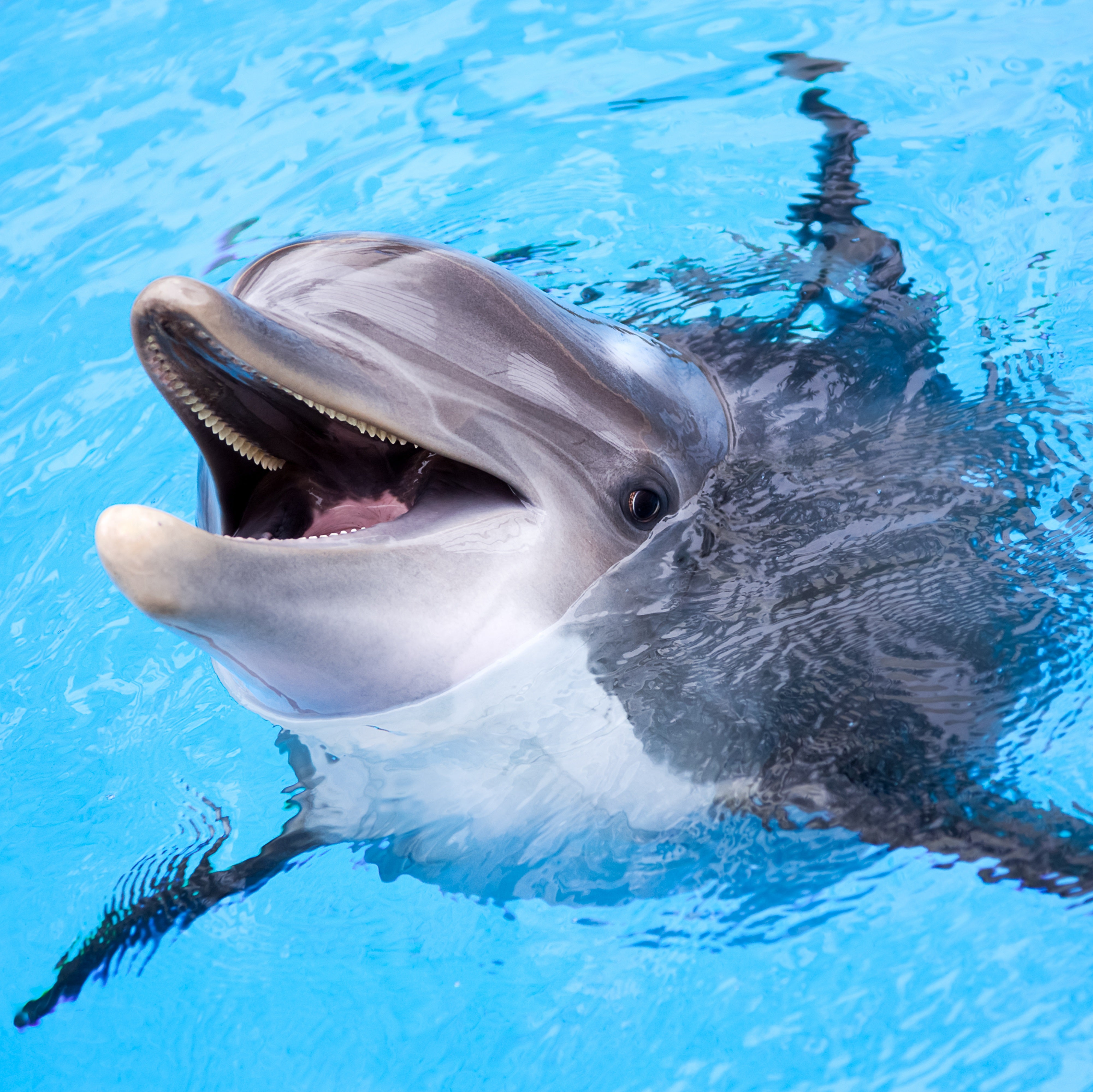 Wave Bracelet - Track a real Dolphin