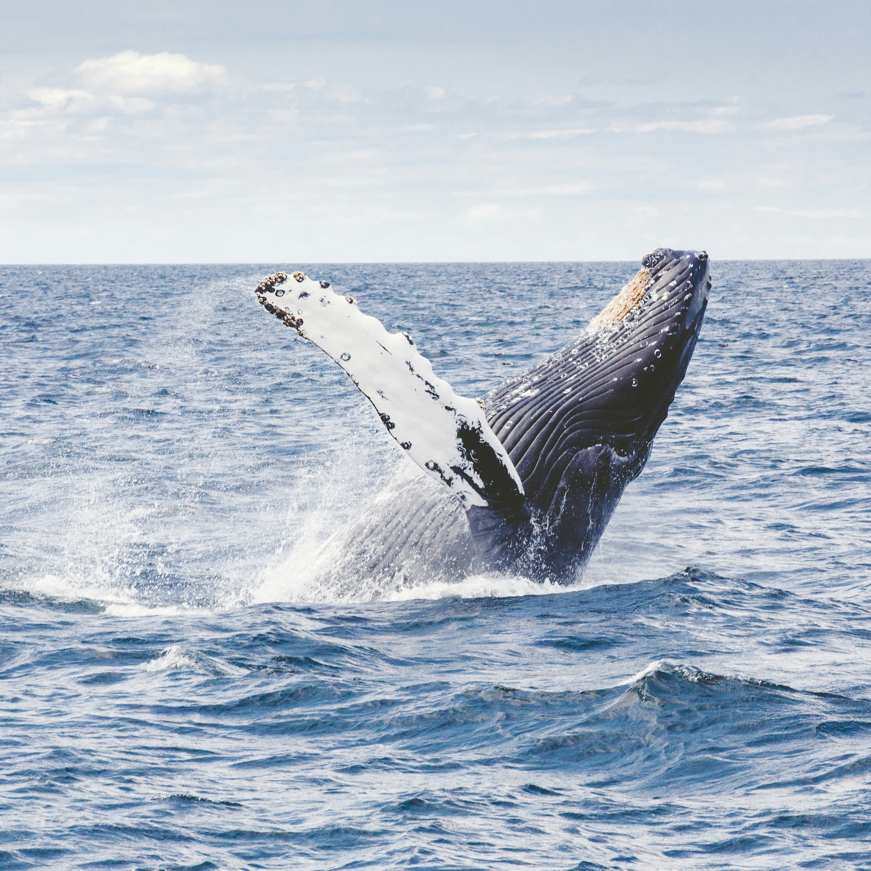 Wave Bracelet - Track a real Whale